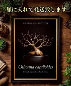 オトンナ・カカリオイデス　額入りポスター　塊根植物　パキポディウム　グラキリス