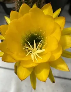 イヨスミレ様 リクエスト 3点 まとめ商品