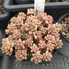 多肉植物　スプリング ワンダー ×だるま姫秀麗　15カット苗のサムネイル