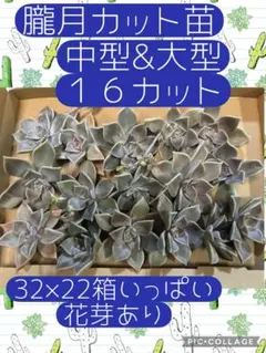 ぱんだ様 リクエスト 3点 まとめ商品