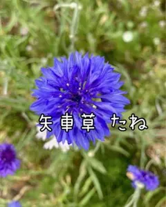 矢車草（ヤグルマギク）青色 種 30粒