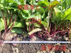 無農薬ビーツ2kg長野県産のサムネイル