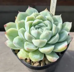 多肉植物　ヒューミリス