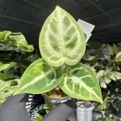 マイマン様 リクエスト 2点 まとめ商品