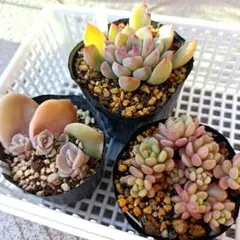 2026年最新】姫秋麗の人気アイテム - メルカリ