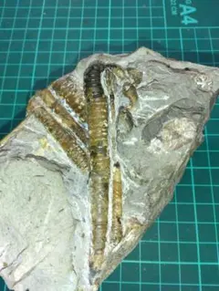 北海道アンモナイト化石 　真珠色正常巻１点＋異常巻１点＋資料２点 新種の異常巻きアンモナイトが北海道で発見される | カラパイア