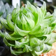 多肉植物 ハオルチア 翠雲錦 超美品 親株 極上斑 - メルカリ
