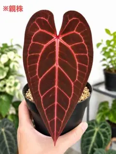 り*く様 希少 アロカシア ブラックサタンピンクボーン 芋 - メルカリ