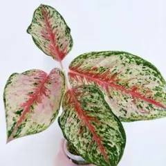 特別企画 セール Aglaonema アグラオネマ トリカラー KT ③ - メルカリ