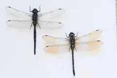 サラサヤンマ ペア 標本 サラサヤンマ 標本 - メルカリ