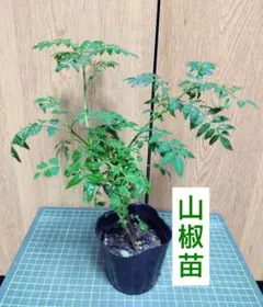 11.山椒　山椒苗　木の芽　さんしょうのサムネイル