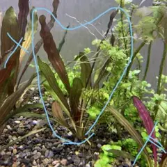 メルカリ便　●xyris sp red水中葉大株1株 水草　ADA　水槽 メルカリ便 xyris sp red水中葉1株 水草 ADA 水槽 - メルカリ