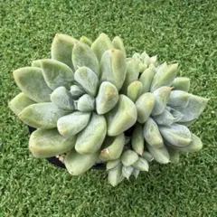 다육 식물 에케베리아 알토