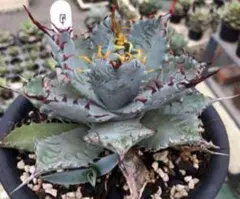 甲蟹x屈原舞扇 Yahoo!オークション - 【成株子株付き】屈原の舞扇×甲蟹