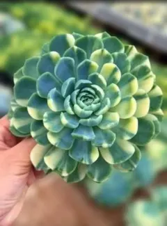 Top【選抜株】多肉植物 362958ビクター 錦 35個 鉢無し/脱土 - メルカリ