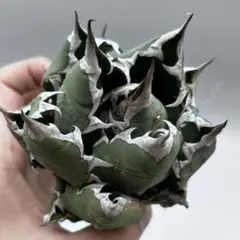 龍門】アガベ チタノタ“極上OC白鯨”精品スーパーボール白鯨 - メルカリ