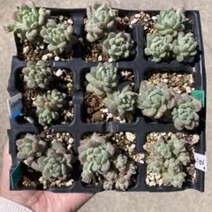 プロリフェラ 18苗【抜き苗】多肉植物 - メルカリ