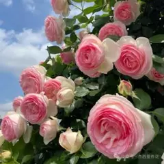 ユキコ つるバラ苗 ピンクのバラ ミニバラ苗 - メルカリ