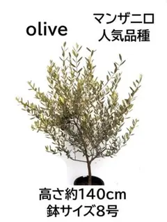 オリーブの木 マンザニロ 8号 約155cm NO.874 人気品種 現品掲載 