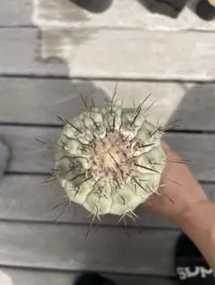 孤竜丸　現地球　激ヤバ　超真っ白肌　コレクション株　コルムナアルバ 孤竜丸 現地球 激ヤバ 超真っ白肌 コレクション株 コルムナ