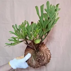 2025年最新】リドレイ ワイルドの人気アイテム - メルカリ