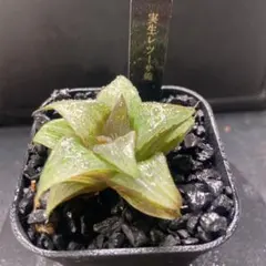 【多肉植物/ハオルチア】大型レツーサ錦 ★白鮫 Yahoo!オークション -「レツーサ錦」の落札相場・落札価格