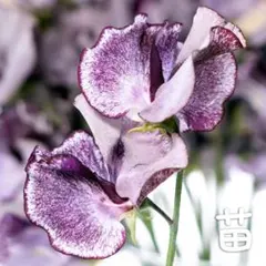 ともとも様 リクエスト 2点 まとめ商品