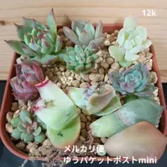 ecoantique様 リクエスト 2点 まとめ商品