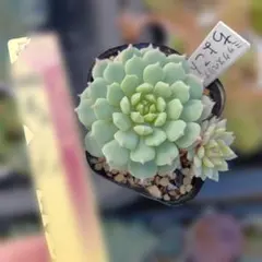 多肉植物　ミックスベリア　ちょこん