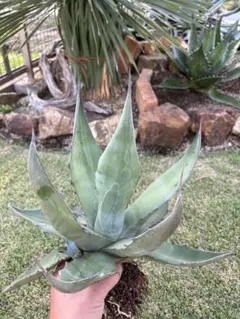 2025年最新】サルミアナフェロックス アガベの人気アイテム - メルカリ