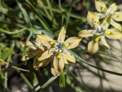Moraea vegeta モラエア 球根 3球 ➀のサムネイル