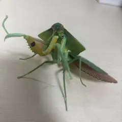 オオカマキリ 立体標本 昆虫標本 - メルカリ