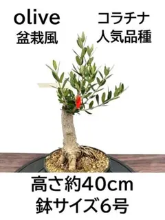 オリーブの木 コレッジョラ 盆栽風 6号 約35cm NO.1094 現品 - メルカリ