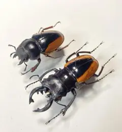 クベラツヤクワガタ 標本 クベラツヤクワガタ！超特大！標本！
