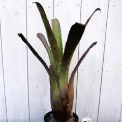 ホヘンベルギアLp✖️チャンティニー良株 ホヘンベルギア・レオポルドホルスティー×エクメア・チャンティニー