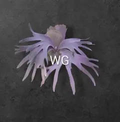 2026年最新】gizmo ビカクシダの人気アイテム - メルカリ