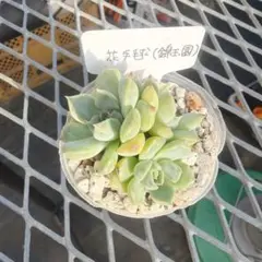 F*o様 多肉植物 花手毬 錦玉園のサムネイル