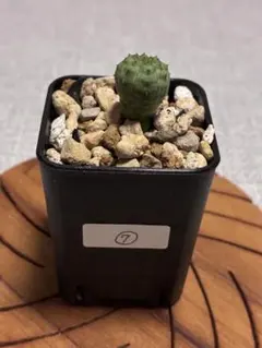 2026年最新】ユーフォルビア・オベサの人気アイテム - メルカリ