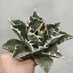 2026年最新】アガベ ブラックアンドブルーの人気アイテム - メルカリ