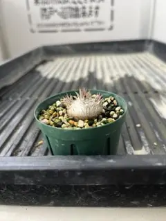 パキポまとめ売り！グラキリス　マカイエンセ等 グラキリス マカイエンセ パキポディウム マカイエンセ | mana's