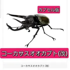 いきもの大図鑑　かぶとむし10　コーカサスオオカブト　(改)　ガチャ　ガシャポン