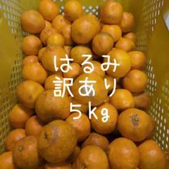 ９愛媛県産 はるみ みかん 訳あり ５kg