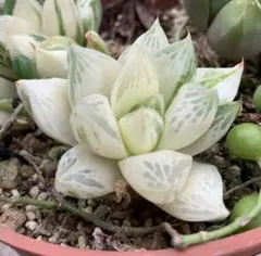 抜き苗❤️極上斑✨ファイアービラー錦 抜き苗❤️極上斑✨ファイアービラー錦