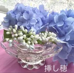 ＊紫陽花＊ 霧島の恵み　常山白花　 挿し穂各2本のサムネイル