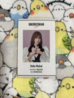 櫻坂46 カフェ 後期特典 IDカード 向井純葉