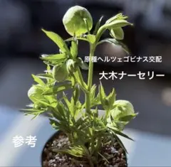 発送お任せ❣️■大木ナーセリー■原種リグリクス交配 クリスマスローズ 2026年最新】大木ナーセリーの人気アイテム - メルカリ
