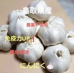 鳥取県産 農薬不使用 ニンニク