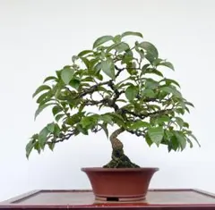 2025年最新】ビナンカズラの人気アイテム - メルカリ