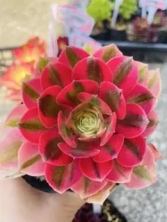 MTYS様 リクエスト 2点 まとめ商品