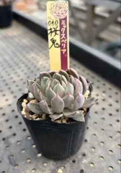 ミックスベリア　桜鬼　おらいさん苗　抜き苗　多肉植物